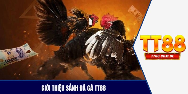 Giới thiệu sảnh đá gà TT88
